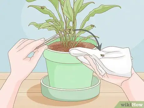 Immagine titolata Control Scale Insects on Indoor Plants Step 1