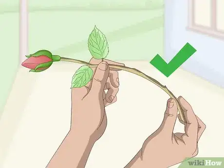 Immagine titolata Take Rose Cuttings Step 7