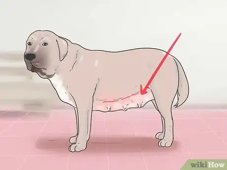 Immagine titolata Help Your Dog Whelp or Deliver Puppies Step 12