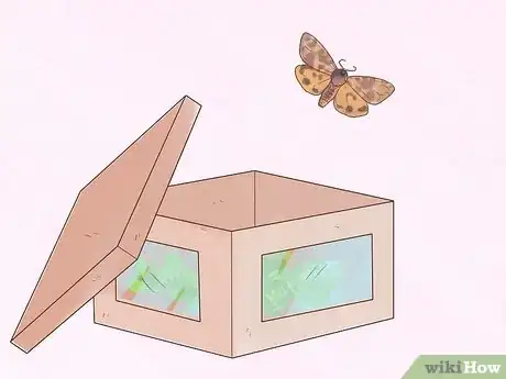 Immagine titolata Care for Woolly Bear Caterpillars Step 8