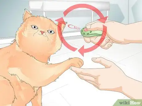 Immagine titolata Teach Your Cat to Give a Handshake Step 11