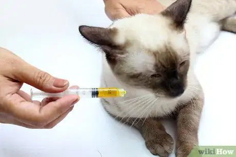 Immagine titolata Hold a Cat by the Scruff Step 14