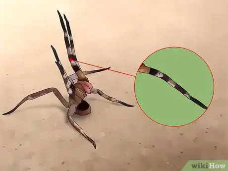 Immagine titolata Identify a Brazilian Wandering Spider Step 4