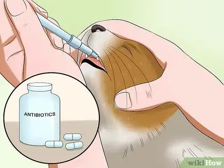 Immagine titolata Stop a Cat from Pulling Its Hair Out Step 6