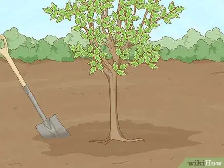 Immagine titolata Replant a Tree Step 6