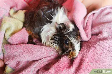 Immagine titolata Wash Your Guinea Pigs Step 8