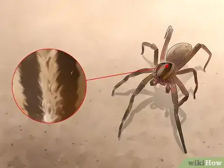 Immagine titolata Identify a Brazilian Wandering Spider Step 2