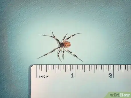 Immagine titolata Identify a Brown Widow Spider Step 4