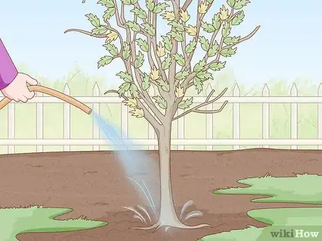 Immagine titolata Replant a Tree Step 1