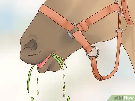 Immagine titolata Fatten up a Horse Step 2