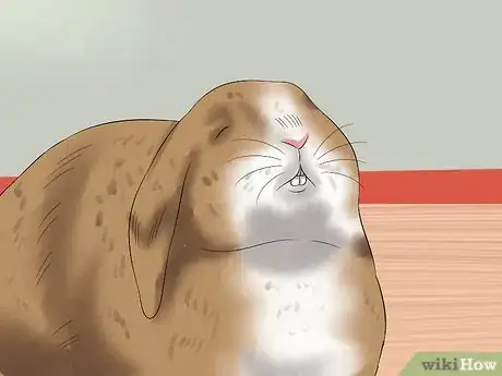 Immagine titolata Treat Heat Stroke in Rabbits Step 11