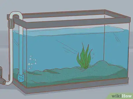 Immagine titolata Add Fish to a New Tank Step 8
