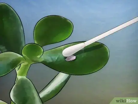 Immagine titolata Grow a Jade Plant Step 13