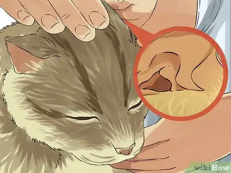 Immagine titolata Clean Your Cat's Ears Step 1