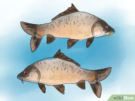 Immagine titolata Fish for Alligator Gar Step 7