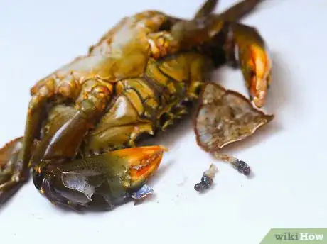 Immagine titolata Prepare Crabs Step 14