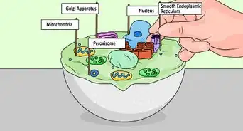 Creare il Modello di una Cellula