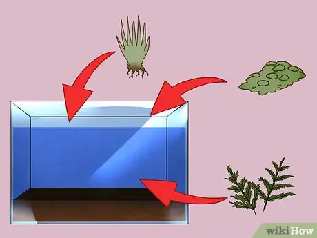 Immagine titolata Build a Self Sustaining Ecosystem Step 5