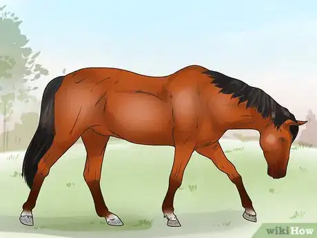 Immagine titolata Tell if Your Horse Needs Hock Injections Step 4