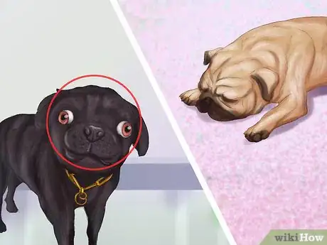 Immagine titolata Live with a Pug Dog Step 14