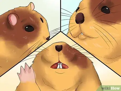 Immagine titolata Know if Your Hamster Is Dying Step 7