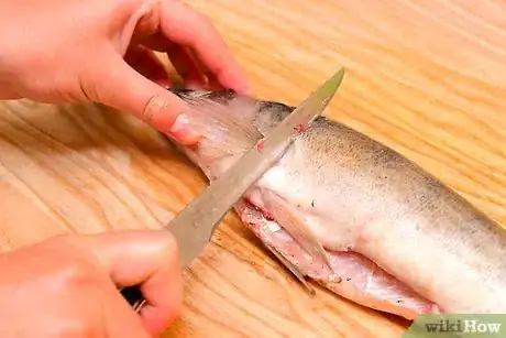 Immagine titolata Fillet a Rainbow Trout Fish Step 5