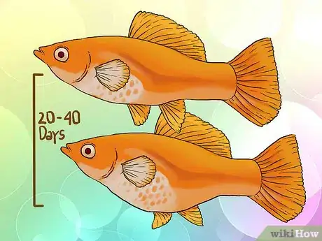 Immagine titolata Tell if Your Fish Is Having Babies Step 4