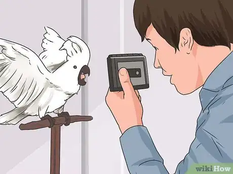 Immagine titolata Teach Your Bird to Talk Step 10