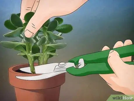 Immagine titolata Grow a Jade Plant Step 1