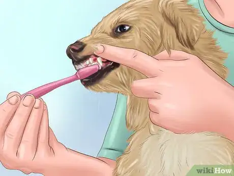 Immagine titolata Groom a Dog Step 9