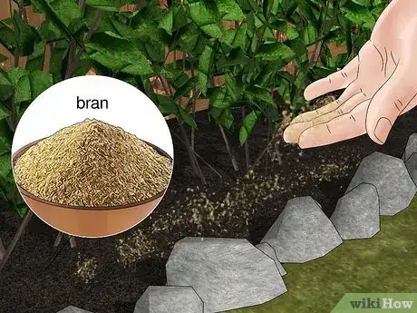 Immagine titolata Does Salt Kill Slugs Step 10