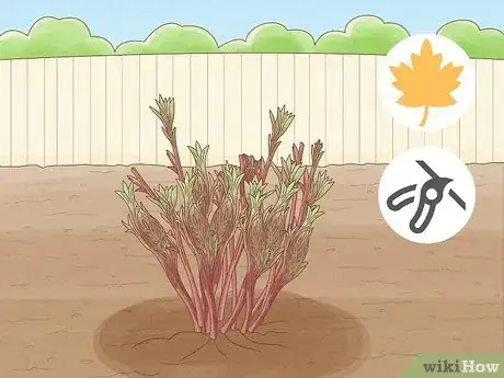 Immagine titolata Plant Peonies Step 20