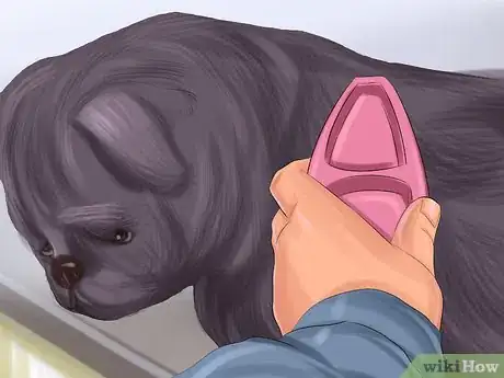 Immagine titolata Live with a Pug Dog Step 11