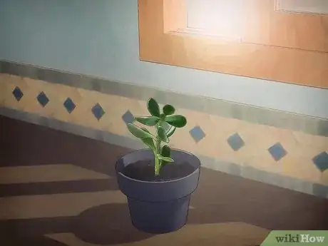 Immagine titolata Grow a Jade Plant Step 6