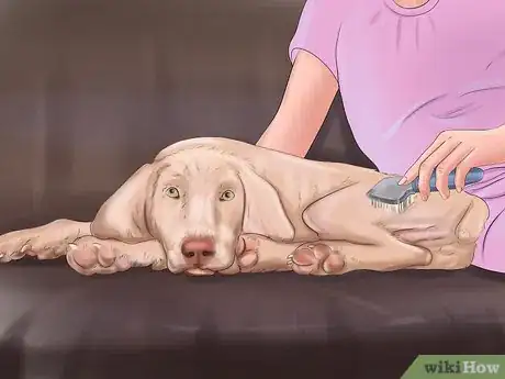 Immagine titolata Groom a Dog Step 2
