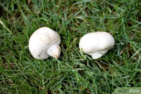 Immagine titolata Pick Mushrooms Step 3