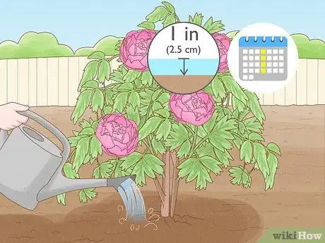 Immagine titolata Plant Peonies Step 15