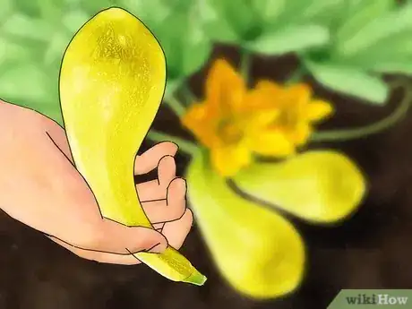 Immagine titolata Grow Yellow Squash Step 10