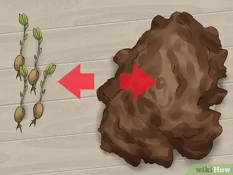 Immagine titolata Plant Apple Seeds Step 11