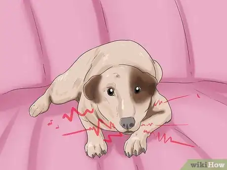 Immagine titolata Tell if a Dog Is in Pain Step 10