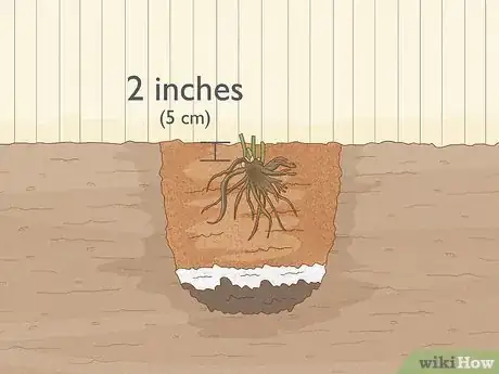 Immagine titolata Plant Peonies Step 11