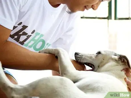 Immagine titolata Care for a Labrador Retriever Step 3