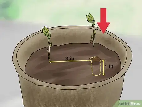 Immagine titolata Plant Apple Seeds Step 13