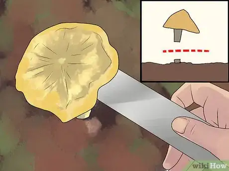 Immagine titolata Pick Chanterelle Mushrooms Step 5