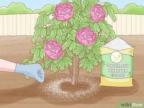 Immagine titolata Plant Peonies Step 16