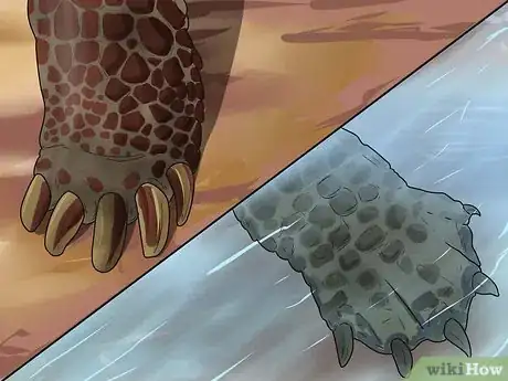 Immagine titolata Tell the Difference Between a Tortoise, Terrapin and Turtle Step 5