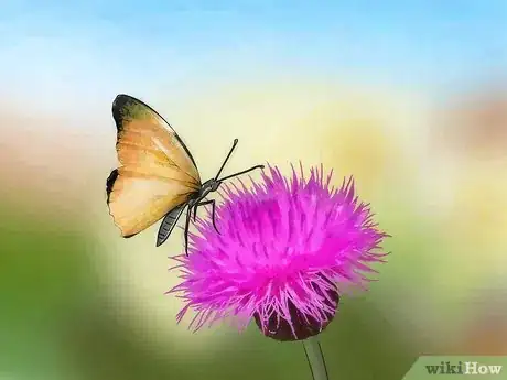 Immagine titolata Care for a Butterfly with a Broken Wing Step 9