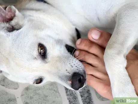 Immagine titolata Care for a Labrador Retriever Step 4