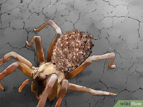 Immagine titolata Identify a Wolf Spider Step 9