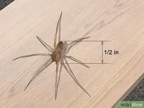 Immagine titolata Identify a Brown Recluse Step 5